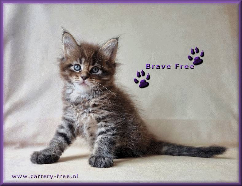 Brave week 6 film