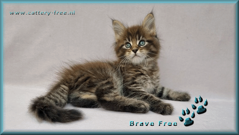 Brave week 7.film
