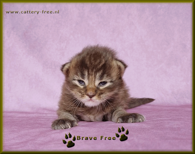 Week 2 Brave film