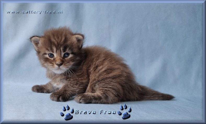 Week 3 Brave film