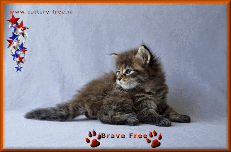 Week 4 Brave film