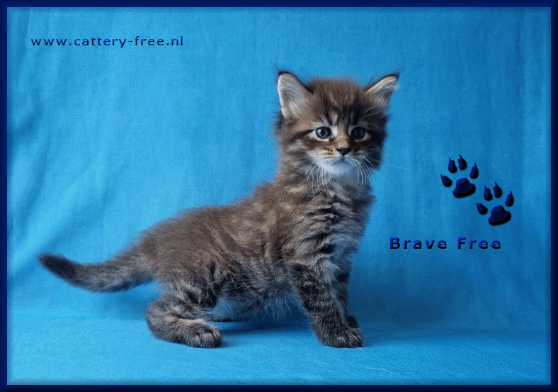 Week 5 Brave film