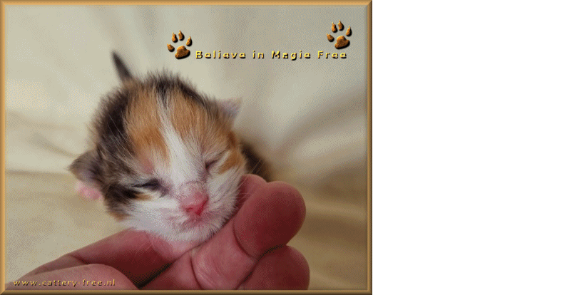 Week 1 Magic film