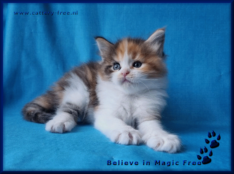 Week 5 Magic film