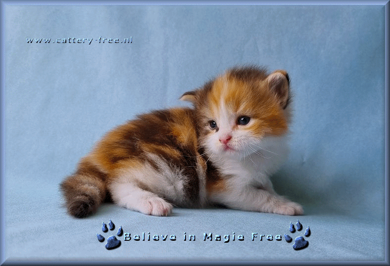 week 3 Magic film